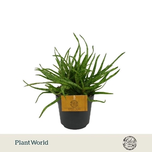 Aloe Overig Spider