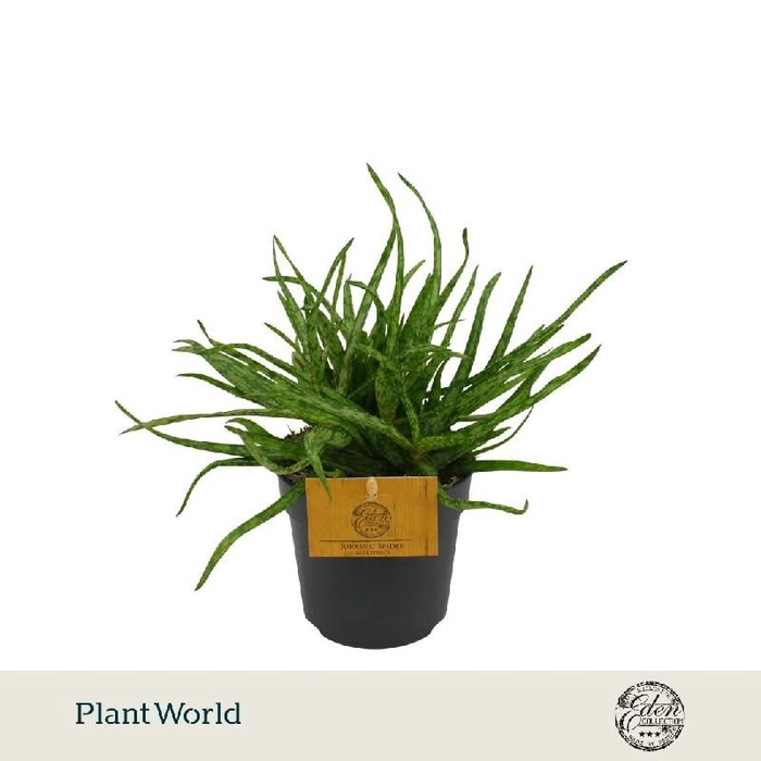 <h4>Aloe Overig Spider</h4>