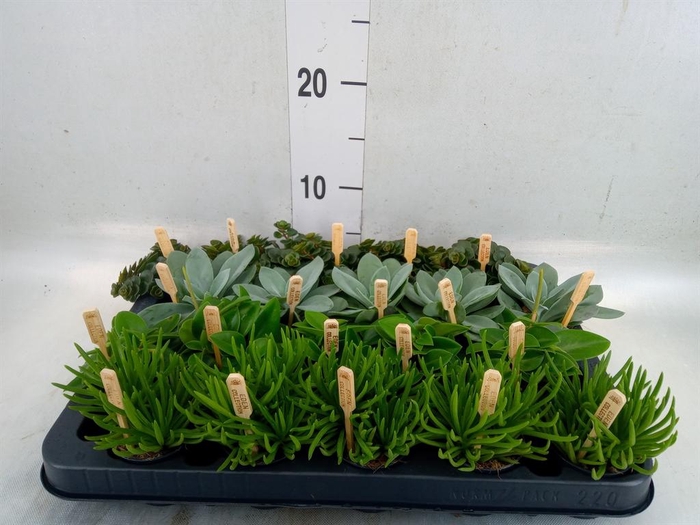 <h4>Planten  ..mix</h4>