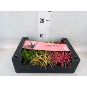 Tillandsia ionantha