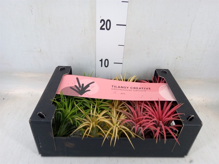 <h4>Tillandsia ionantha</h4>