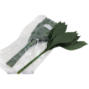 Aspidistra elatior per bos