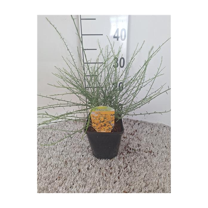 <h4>Genista lydia</h4>