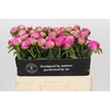Paeonia Glory Hallelujah