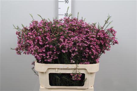 <h4>Chame Un Emma</h4>