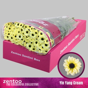 Chrysanten Chr S Yin Yang Cream
