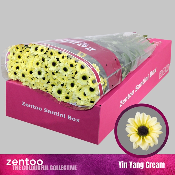 <h4>Chrysanten Chr S Yin Yang Cream</h4>