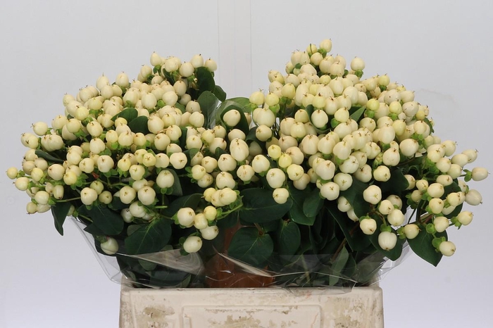 Hypericum Cool Romance