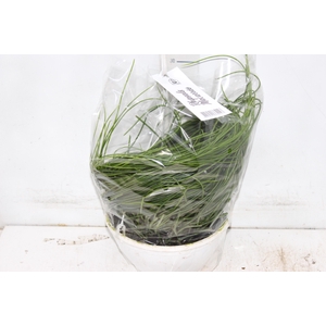 RHIPSALIS MACARRAO C21