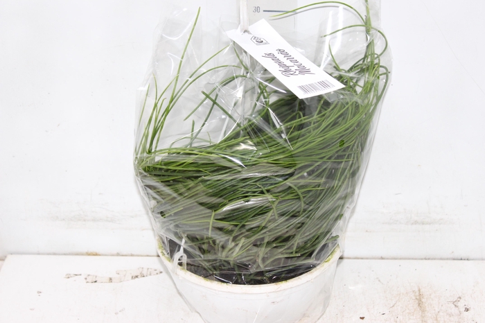 <h4>RHIPSALIS MACARRAO C21</h4>