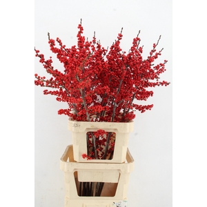 ILEX VE RODE BES 120CM A2