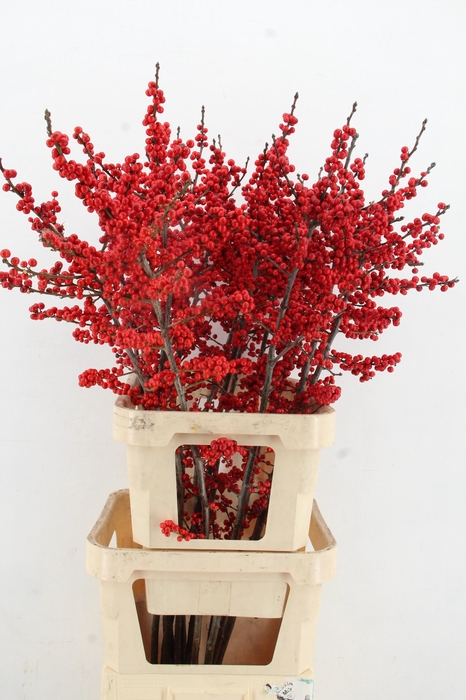 <h4>ILEX VE RODE BES 120CM A2</h4>