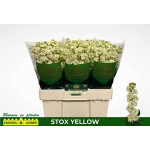 Matth Stox Yellow