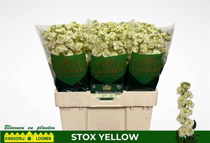 <h4>Matth Stox Yellow</h4>