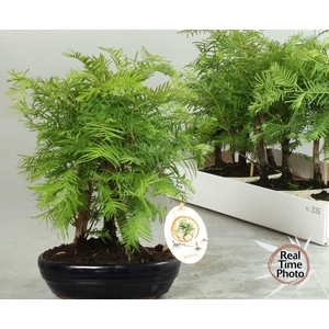 BONSAI OV
