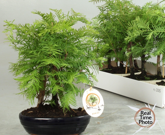 <h4>BONSAI OV</h4>