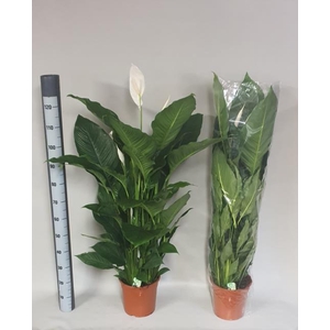 Spathiphyllum Sebastiano 24Ø 130cm 2fl