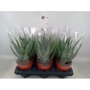 Aloe arborescens