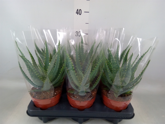 <h4>Aloe arborescens</h4>