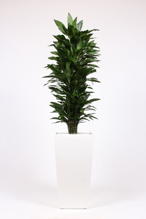 Dracaena Janet Lind