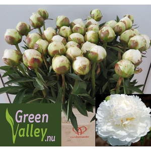 Paeonia Fringed Ivory