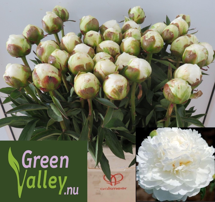 <h4>Paeonia Fringed Ivory</h4>