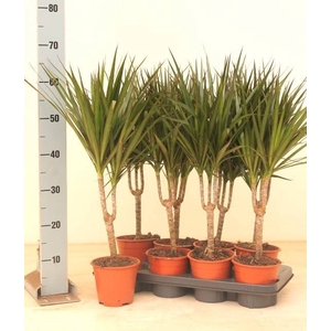DRA MARGINATA