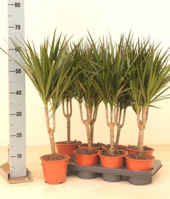 <h4>DRA MARGINATA</h4>