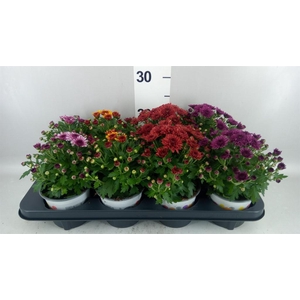 Chrysanthemum  'Pico'   ...mix
