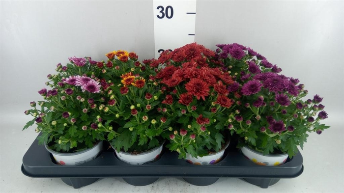 <h4>Chrysanthemum  'Pico'   ...mix</h4>