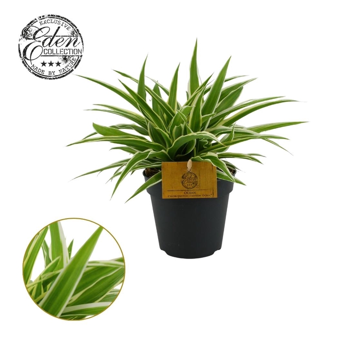 <h4>Chlorophytum Ocean 12cm</h4>