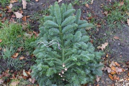 <h4>Nobilis (5kg) By The Pallet X100</h4>