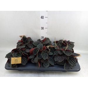 Peperomia