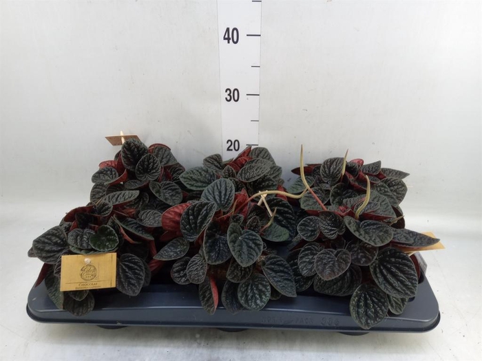<h4>Peperomia</h4>