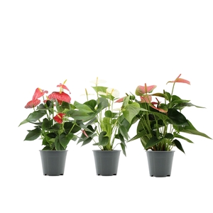 Anthurium 3 color mix in Transparant sleeve