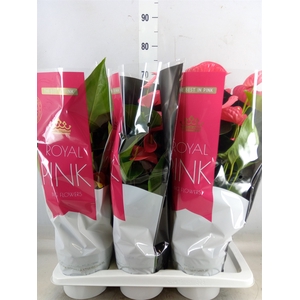 Anthurium andr. 'Maine'