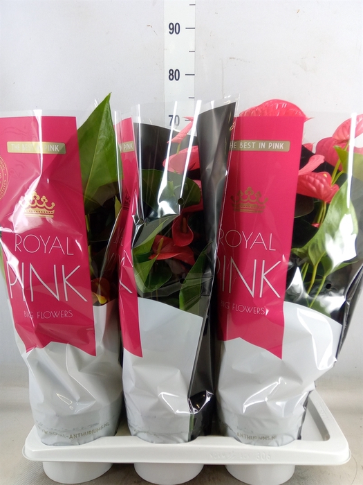 <h4>Anthurium andr. 'Maine'</h4>