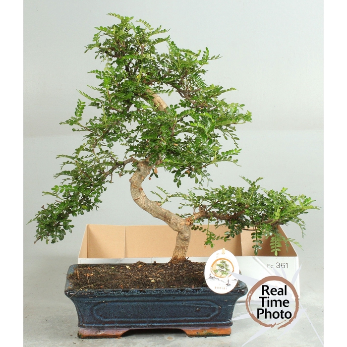 <h4>BONSAI GEM</h4>
