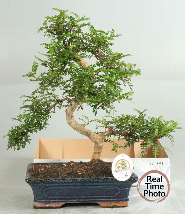 BONSAI GEM