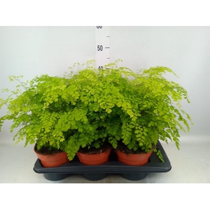 Adiantum raddi. 'Fragrans'