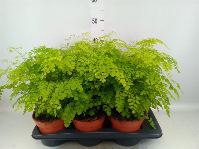 <h4>Adiantum raddi. 'Fragrans'</h4>