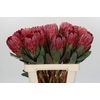 Protea Sharon
