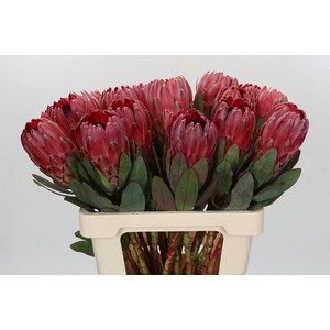 Protea Sharon