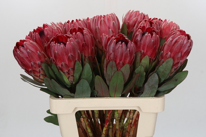 Protea Sharon