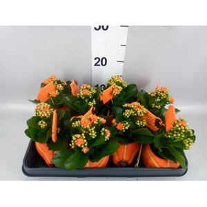 Arr.    Planten  L%