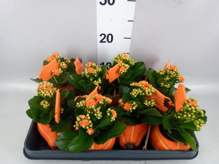 <h4>Arr. Planten L%</h4>