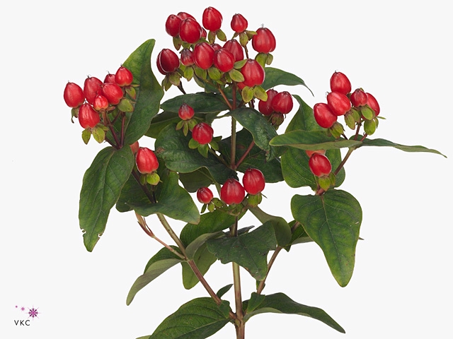 <h4>Hyp Mag Triumph</h4>