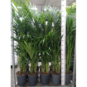Howea forsteriana