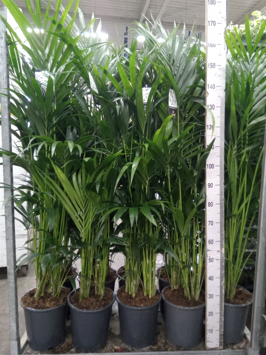 <h4>Howea forsteriana</h4>