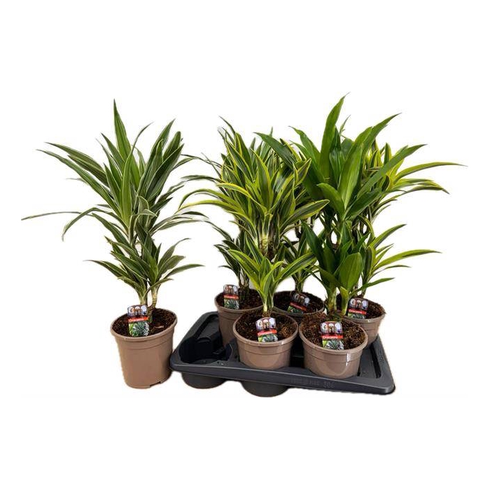 <h4>Dracaena Frag. Deremensis mix 17Ø 60cm 2pp</h4>